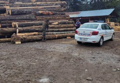 Transport ilegal de lemn depistat pe DJ203H la Topliceni Transport ilegal de lemn depistat pe DJ203H la Topliceni